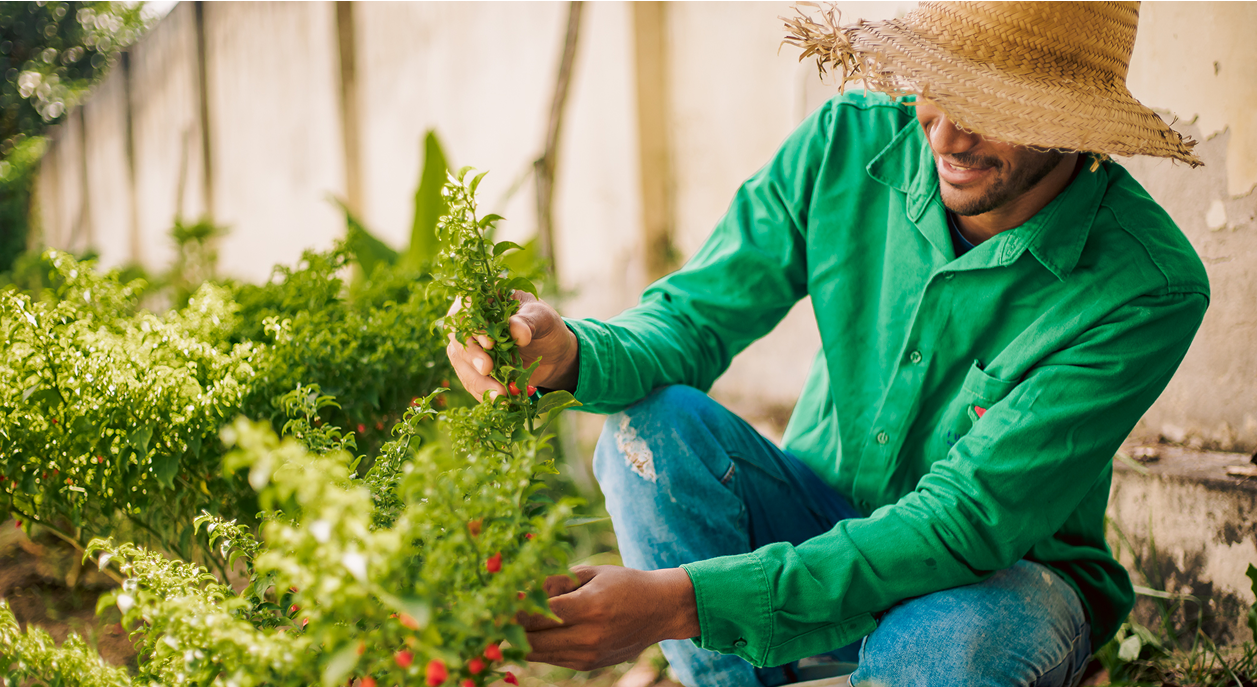 Agricultor cuidando de uma horta